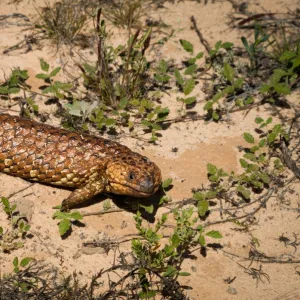 Shingleback Lizard or Bluetongue (Tiliqua rugosa)