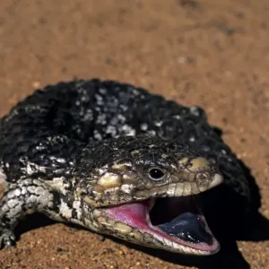 Western Australian Shingleback Skink Print