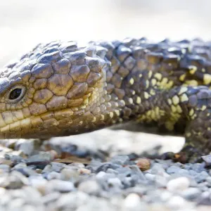 Shingleback Skink (Tiliqua rugosus)