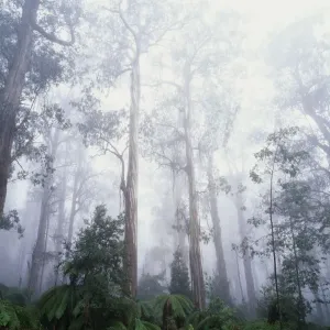 Shining gums (Eucalyptus nitens) in mist Shining gums (Eucalyptus nitens) in mist