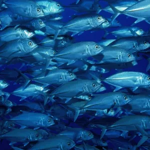 Shoal of bigeye trevallys, Great Barrier Reef, Queensland, Australia