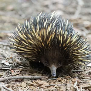 Australian Animals Photo Mug Collection: Echidna