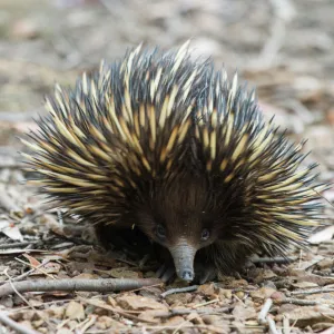 Australian Animals Jigsaw Puzzle Collection: Echidna