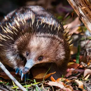 Short-beaked echidna (Tachyglossus aculeatus) Short-beaked echidna (Tachyglossus aculeatus)