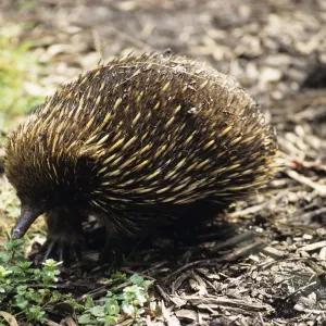 Short-beaked echidna (Tachyglossus aculeatus), Australia Short-beaked echidna (Tachyglossus aculeatus), Australia