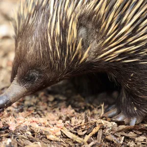 Short-beaked Echidna, (Tachyglossus aculeatus)