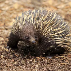 Short-beaked echidna (Tachyglossus aculeatus) Short-beaked echidna (Tachyglossus aculeatus)