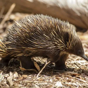 Short-beaked echidna (Tachyglossus aculeatus) Short-beaked echidna (Tachyglossus aculeatus)