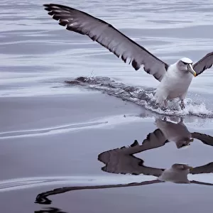 Shy Albatross landing on water