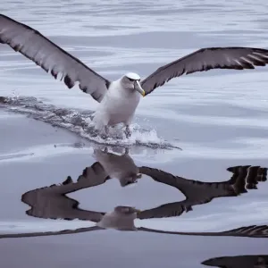 Shy Albatross landing on water Shy Albatross landing on water