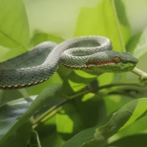 Siamese Peninsula Pit Viper (Trimeresurus fucatus)