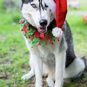 Siberian Husky dog in Christmas santa hat