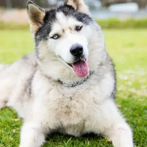 Siberian Husky Print