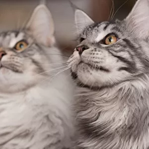 Sibling Maine Coons
