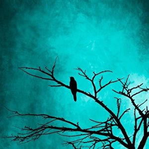 Silhouette of a bird in a tree