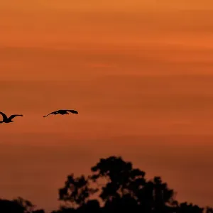 Silhouette of birds flying against orange sky