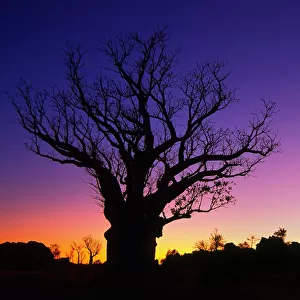 Silhouette of Boab tree at dawn, Kimberley