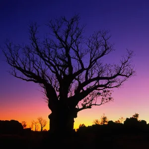 Silhouette of Boab tree at dawn, Kimberley