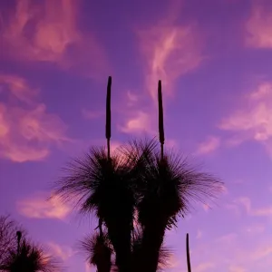 Silhouette of grass trees (Xanthorrea spp), low angle view, sunset