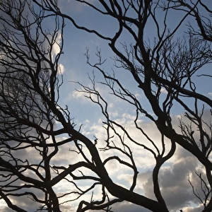 Silhouette Of A Tree Along The Coast At Sunrise; Dunsborough West Australia Australia