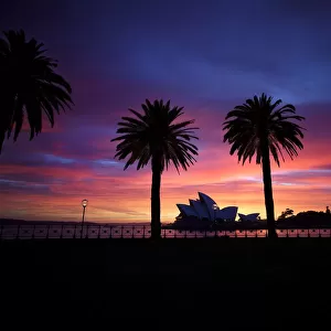 Silhouette of trees with Opera House