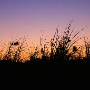 Silhouetted Grass at Sunset
