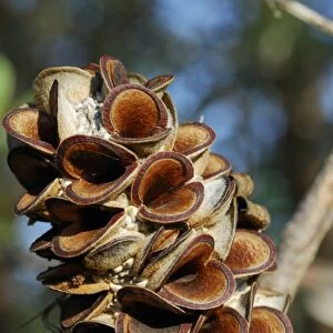 Silver Banksia Seed Head