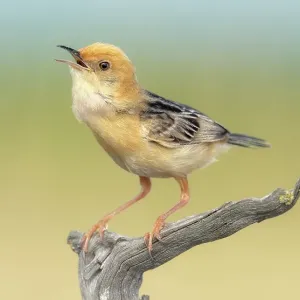 A singing golden headed cisticola (Cisticola exilis) on a gnarled wood perch with soft bokeh background