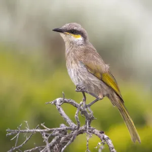 Singing Honeyeater Print - A Perched Bird on a Branch