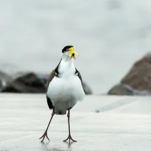 Singing Plover / Masked Lapwing