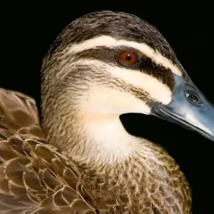 A single duck on a lake