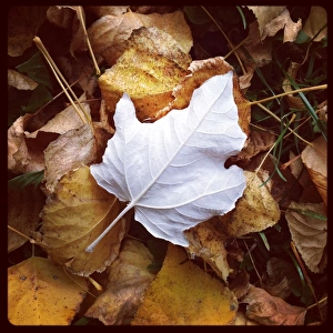 Single white leaf laying on pile of autumn leaves