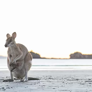 Single Wild Australian Kangaroo ( rock wallaby) with a baby in its pouch on the beach at