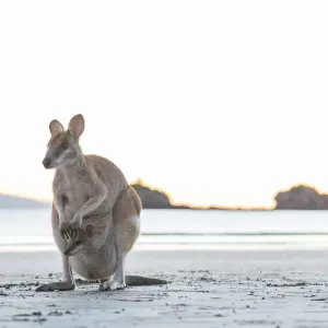 Un kanguru selvatico australiano solitario (wallaby di roccia) con un piccolo nel suo marsupio sulla spiaggia presso. Un kanguru selvatico australiano solitario (wallaby di roccia) con un piccolo nel suo marsupio sulla spiaggia presso.