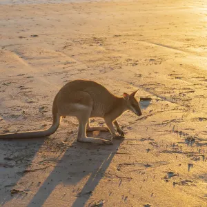Un roditore selvaggio australiano ( wallaby di roccia) solo sulla spiaggia all'alba. Un roditore selvaggio australiano ( wallaby di roccia) solo sulla spiaggia all'alba.