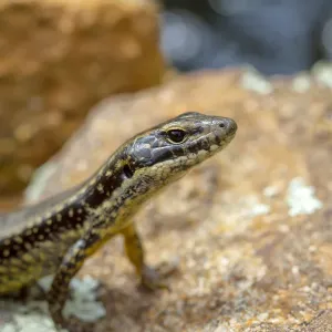 Skink peeking out from a rock Skink peeking out from a rock