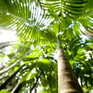 Skinny palm Skinny palm