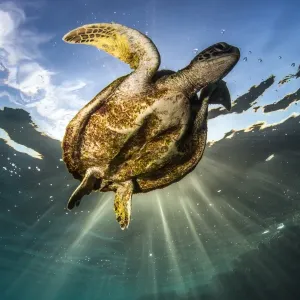 Skinny turtle