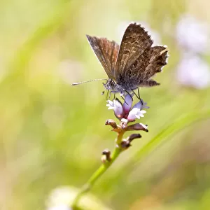 Skipper Butterfly on flower