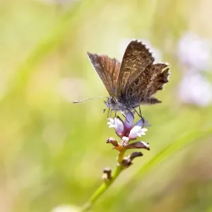Skipper Butterfly on flower Skipper Butterfly on flower
