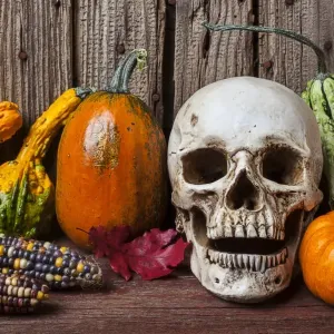 Skull and gourds, an autumn Halloween still life Skull and gourds, an autumn Halloween still life