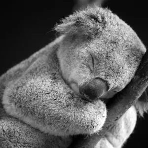 Australian Animal Prints: Koala
