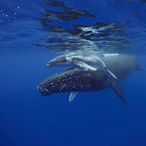 Sleeping mother and calf humpback whales