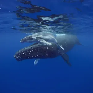 Print of a 2-week-old humpback whale calf with mother in Vava'u, Tonga