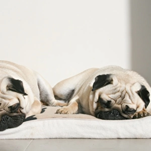 Sleeping pug dogs