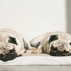 Sleeping pug dogs Sleeping pug dogs