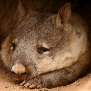 Sleeping wombat