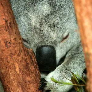 Australian Views Print - Koala Taking a Noon Nap
