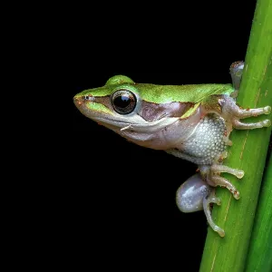 Slender Tree Frog - Litoria adelaidensis Slender Tree Frog - Litoria adelaidensis
