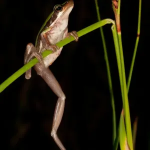 Slender Treefrog, Canning Dam Slender Treefrog, Canning Dam